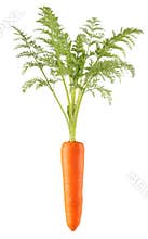Carrot