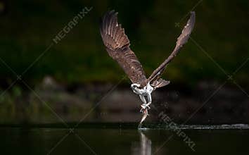 Osprey Fishing in Maine