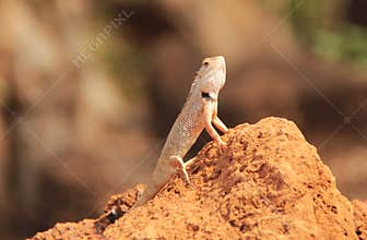 Oriental Garden Lizard in wild