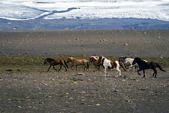 Trotting Icelandic horses.