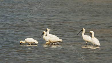 Black-billed spoonbills at bird billabong