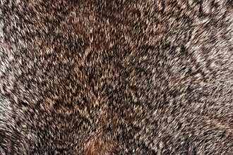 Rabbit fur texture