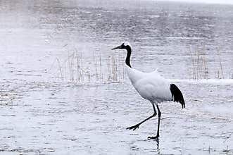 Red-crowned crane