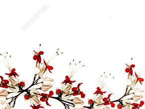 Red and black butterfly flowers