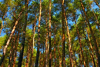 Tall pine trees