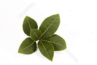 Bay Leaf