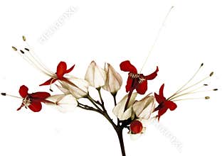 Black and red butterfly flowers