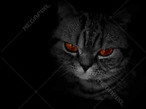 Ginger eyes in the darkness