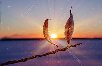 Branch with dry leaves at sunset on a frosty day.
