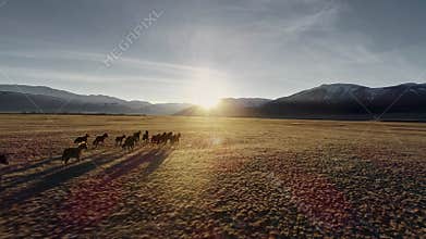 Horses running free in meadow with snow capped mountain backdrop