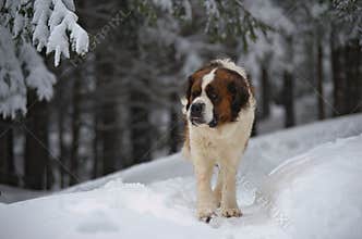 Saint Bernard