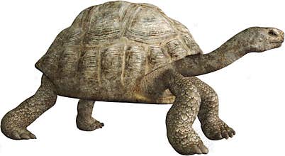 Turtle, Tortoise, Wildlife, Nature, Isolated