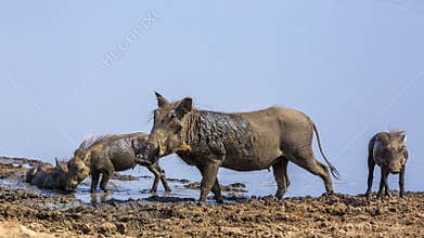Common warthog in Kruger National park, South Africa