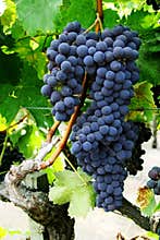 Grape cluster on a vine