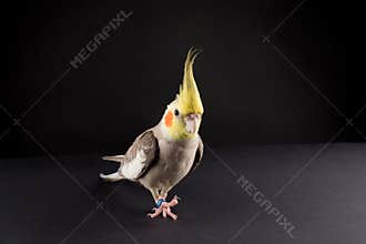 Funny Parrot Scratching an Itch. bird memes,