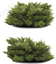 Thuja isolated.