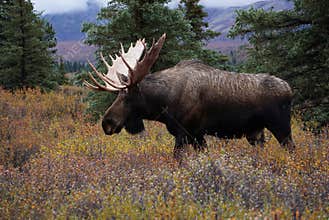 Moose bull in autumn landscape in Alaska