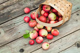 Apples in pottle on wooden background