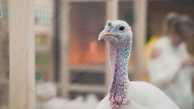 Portrait of a sick turkey