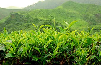 Tea plantation