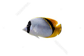 Butterfly fish isolated
