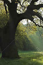 Oak tree