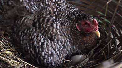 Hen Hatching Eggs in Straw Nest