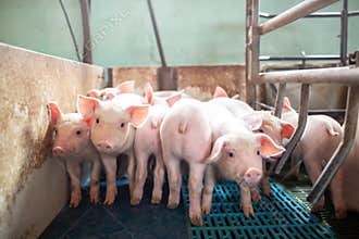 Ecological pigs and piglets at the domestic farm