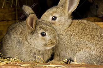 Rabbits rabbit breeding