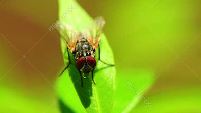 Fly On A Leaf Macro Static HD Animal Insects