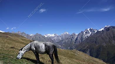 Horse grazing on a meadow in the Caucasus