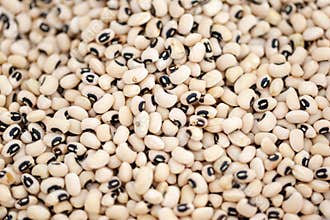 Black-eyed pea know as black california pea or goat peat Vigna unguiculata
