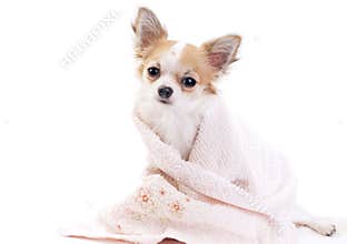 Sweet chihuahua with pink towel isolated