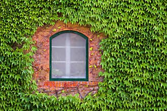 Window Through Green