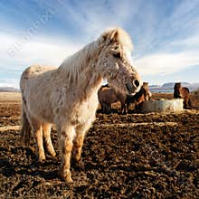Smiling icelandic horse in a farm