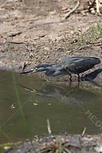 Fast Heron