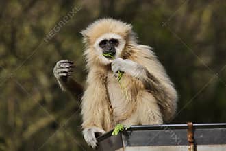 Lar gibbon Hylobates lar