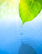 Water drop fall from green leaf with ripple