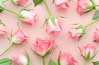 Pink roses gently pattern. Roses arranged on pink background, overhead view. Flat lay trendy floral rose