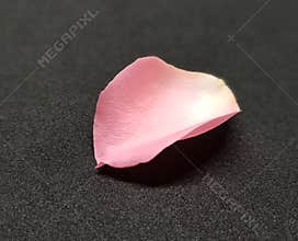 Single pink rose petal over black background. Closeup of rose petal.