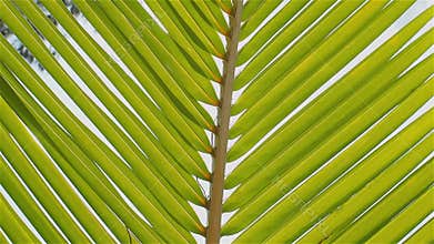 Palm branch swaying light wind, close-up.