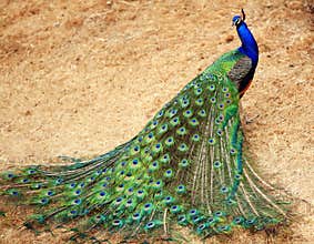 Peacock