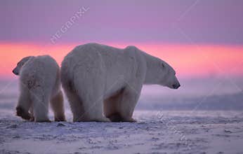 Polar bear and cub at sunset
