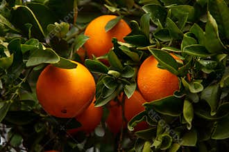 Several oranges on a tree
