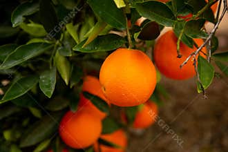 Several oranges on a tree