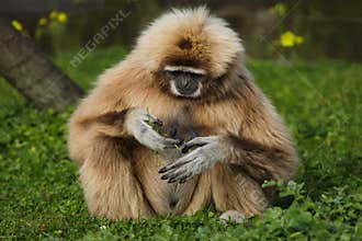 Lar gibbon Hylobates lar