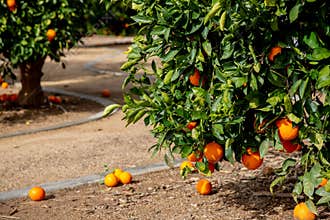 Several oranges on a tree