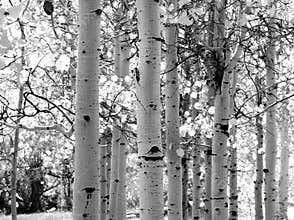 Black and white image of Aspen trees