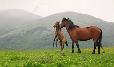 Wild horses