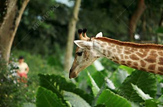 Giraffe